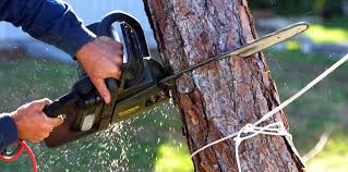 How Our Tree Care Process Works  in  Woodland Heights, PA